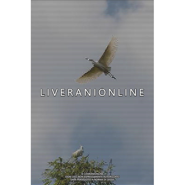 (130330) -- CHONGQING, March 30, 2013 () -- Waterfowls are seen in the Three Gorges Reservoir in Yunyang County in southwest China\'s Chongqing, March 26, 2013. Improved environment near the reservoir has allowed superb conditions for birds to live. (/Chen Jianhua) (zc) ©photoshot/AGENZIA ALDO LIVERANI SAS - ITALY ONLY - Con lo scioglimento dei ghiacci molti uccelli migratori hanno cominciato a tornare nelle riserve in Cina nord-occidentale, 29 marzo 2013.