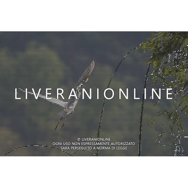 (130330) -- CHONGQING, March 30, 2013 () -- A waterfowl flies over the Three Gorges Reservoir in Yunyang County in southwest China\'s Chongqing, March 26, 2013. Improved environment near the reservoir has allowed superb conditions for birds to live. (/Chen Jianhua) (zc) ©photoshot/AGENZIA ALDO LIVERANI SAS - ITALY ONLY - Con lo scioglimento dei ghiacci molti uccelli migratori hanno cominciato a tornare nelle riserve in Cina nord-occidentale, 29 marzo 2013.