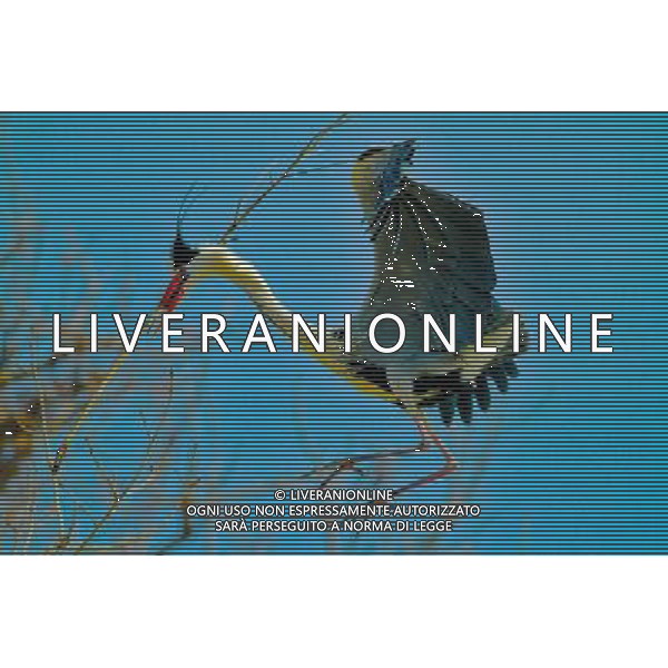 (130330) -- CHONGQING, March 30, 2013 () -- A waterfowl is seen in the Three Gorges Reservoir in Yunyang County in southwest China\'s Chongqing, March 29, 2013. Improved environment near the reservoir has allowed superb conditions for birds to live. (/Chen Jianhua) (zc) ©photoshot/AGENZIA ALDO LIVERANI SAS - ITALY ONLY - Con lo scioglimento dei ghiacci molti uccelli migratori hanno cominciato a tornare nelle riserve in Cina nord-occidentale, 29 marzo 2013.