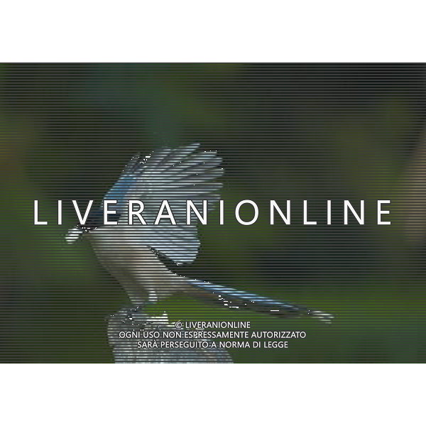 (130330) -- CHONGQING, March 30, 2013 () -- A bird is seen in the Three Gorges Reservoir in Yunyang County in southwest China\'s Chongqing, March 29, 2013. Improved environment near the reservoir has allowed superb conditions for birds to live. (/Chen Jianhua) (zc) ©photoshot/AGENZIA ALDO LIVERANI SAS - ITALY ONLY - Con lo scioglimento dei ghiacci molti uccelli migratori hanno cominciato a tornare nelle riserve in Cina nord-occidentale, 29 marzo 2013.