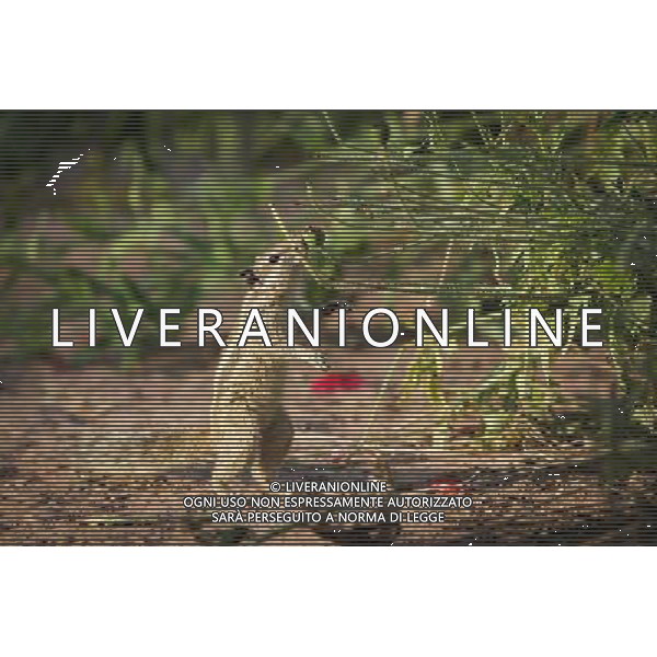 (130402) -- NEW DELHI, April 2, 2013 () -- A squirrel searches for food in the Lodhi Gardens in New Delhi, capital of India, April 1, 2013. Lodhi Gardens, a popular public park in downtown New Delhi with centuries of history, was taken as home by many squirrels due to its trees and grassland. (/Zheng Huansong) ©photoshot/AGENZIA ALDO LIVERANI SAS - ITALY ONLY - Uno scoiattolo nei Giardini Lodhi un popolare parco pubblico nel centro di New Delhi, capitale dell\'India, 1 aprile 2013.