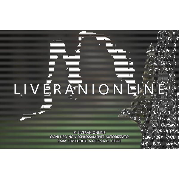 (130402) -- NEW DELHI, April 2, 2013 () -- A squirrel searches for food on a tree in the Lodhi Gardens in New Delhi, capital of India, April 1, 2013. Lodhi Gardens, a popular public park in downtown New Delhi with centuries of history, was taken as home by many squirrels due to its trees and grassland. (/Zheng Huansong) ©photoshot/AGENZIA ALDO LIVERANI SAS - ITALY ONLY - Uno scoiattolo nei Giardini Lodhi un popolare parco pubblico nel centro di New Delhi, capitale dell\'India, 1 aprile 2013.