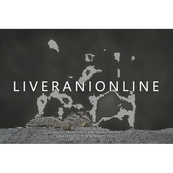 (130402) -- NEW DELHI, April 2, 2013 () -- A squirrel searches for food in the Lodhi Gardens in New Delhi, capital of India, April 1, 2013. Lodhi Gardens, a popular public park in downtown New Delhi with centuries of history, was taken as home by many squirrels due to its trees and grassland. (/Zheng Huansong) ©photoshot/AGENZIA ALDO LIVERANI SAS - ITALY ONLY - Uno scoiattolo nei Giardini Lodhi un popolare parco pubblico nel centro di New Delhi, capitale dell\'India, 1 aprile 2013.