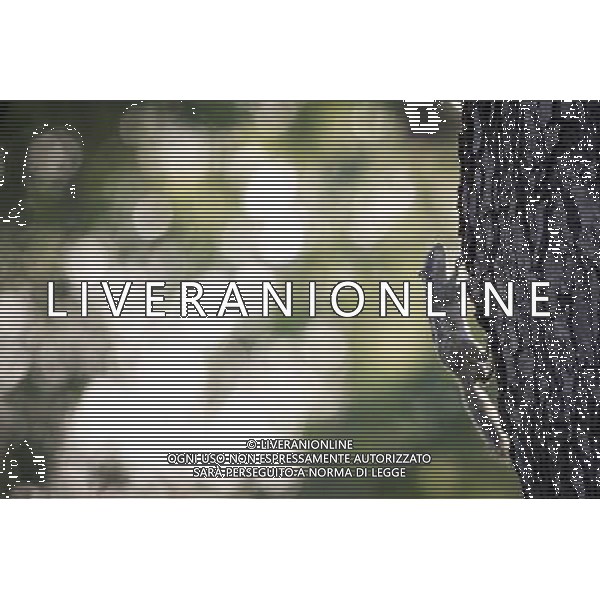 (130402) -- NEW DELHI, April 2, 2013 () -- A squirrel searches for food on a tree in the Lodhi Gardens in New Delhi, capital of India, April 1, 2013. Lodhi Gardens, a popular public park in downtown New Delhi with centuries of history, was taken as home by many squirrels due to its trees and grassland. (/Zheng Huansong) ©photoshot/AGENZIA ALDO LIVERANI SAS - ITALY ONLY - Uno scoiattolo nei Giardini Lodhi un popolare parco pubblico nel centro di New Delhi, capitale dell\'India, 1 aprile 2013.