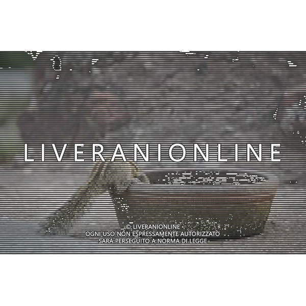 (130402) -- NEW DELHI, April 2, 2013 () -- A squirrel drinks water from a bowl in the Lodhi Gardens in New Delhi, capital of India, April 1, 2013. Lodhi Gardens, a popular public park in downtown New Delhi with centuries of history, was taken as home by many squirrels due to its trees and grassland. (/Zheng Huansong) ©photoshot/AGENZIA ALDO LIVERANI SAS - ITALY ONLY - Uno scoiattolo nei Giardini Lodhi un popolare parco pubblico nel centro di New Delhi, capitale dell\'India, 1 aprile 2013.