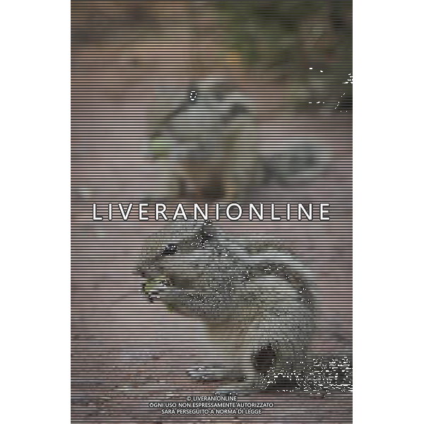 (130402) -- NEW DELHI, April 2, 2013 () -- Squirrels enjoy food in the Lodhi Gardens in New Delhi, capital of India, April 1, 2013. Lodhi Gardens, a popular public park in downtown New Delhi with centuries of history, was taken as home by many squirrels due to its trees and grassland. (/Zheng Huansong) ©photoshot/AGENZIA ALDO LIVERANI SAS - ITALY ONLY - Uno scoiattolo nei Giardini Lodhi un popolare parco pubblico nel centro di New Delhi, capitale dell\'India, 1 aprile 2013.