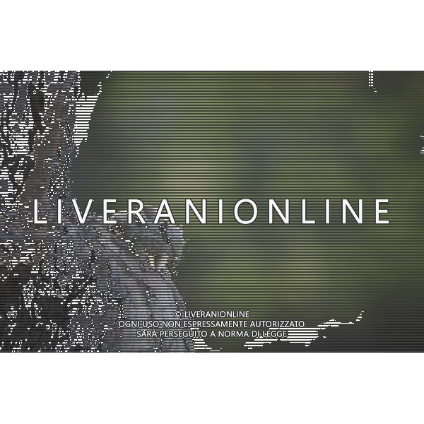 (130402) -- NEW DELHI, April 2, 2013 () -- A squirrel searches for food on a tree in the Lodhi Gardens in New Delhi, capital of India, April 1, 2013. Lodhi Gardens, a popular public park in downtown New Delhi with centuries of history, was taken as home by many squirrels due to its trees and grassland. (/Zheng Huansong) ©photoshot/AGENZIA ALDO LIVERANI SAS - ITALY ONLY - Uno scoiattolo nei Giardini Lodhi un popolare parco pubblico nel centro di New Delhi, capitale dell\'India, 1 aprile 2013.