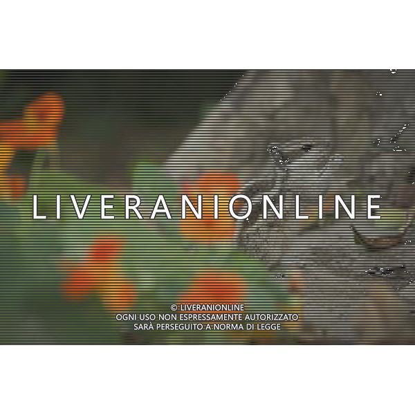 (130402) -- NEW DELHI, April 2, 2013 () -- A squirrel enjoys food in the Lodhi Gardens in New Delhi, capital of India, April 1, 2013. Lodhi Gardens, a popular public park in downtown New Delhi with centuries of history, was taken as home by many squirrels due to its trees and grassland. (/Zheng Huansong) ©photoshot/AGENZIA ALDO LIVERANI SAS - ITALY ONLY - Uno scoiattolo nei Giardini Lodhi un popolare parco pubblico nel centro di New Delhi, capitale dell\'India, 1 aprile 2013.