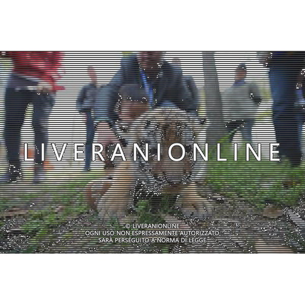 (130401) -- YANGZHOU, April 1, 2013 () -- A newly born tiger cub meets with tourists in the Zhuyuwan Zoo in Yangzhou, east China\'s Jiangsu Province, April 1, 2013. A pair of one-month-old tiger cub twins met with public on Monday for the first time since their birth. (/Meng Delong) (zn) ©photoshot/AGENZIA ALDO LIVERANI SAS - ITALY ONLY - Una coppia di cuccioli di tigre di un mese di eta\' allo zoo Zhuyuwan a Yangzhou, a est della Cina nella provincia del Jiangsu, 1 aprile 2013.