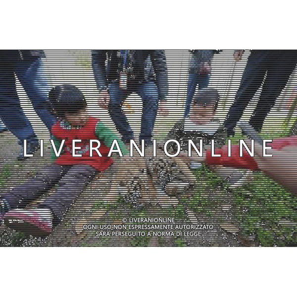 (130401) -- YANGZHOU, April 1, 2013 () -- A pair of newly born tiger cub meet with tourists in the Zhuyuwan Zoo in Yangzhou, east China\'s Jiangsu Province, April 1, 2013. The one-month-old twins met with public on Monday for the first time since their birth. (/Meng Delong) (zn) ©photoshot/AGENZIA ALDO LIVERANI SAS - ITALY ONLY - Una coppia di cuccioli di tigre di un mese di eta\' allo zoo Zhuyuwan a Yangzhou, a est della Cina nella provincia del Jiangsu, 1 aprile 2013.