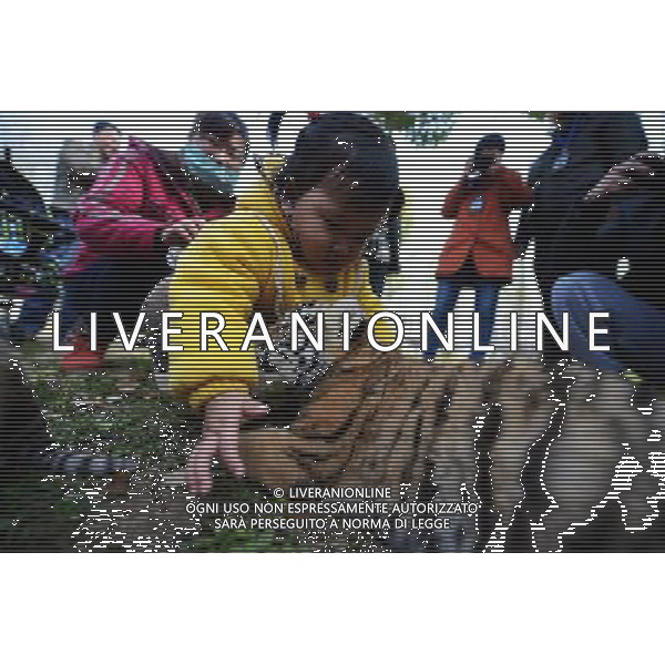 (130401) -- YANGZHOU, April 1, 2013 () -- A baby girl plays with a newly born tiger cub in the Zhuyuwan Zoo in Yangzhou, east China\'s Jiangsu Province, April 1, 2013. A pair of one-month-old tiger cub twins met with public on Monday for the first time since their birth. (/Meng Delong) (zn) ©photoshot/AGENZIA ALDO LIVERANI SAS - ITALY ONLY - Una coppia di cuccioli di tigre di un mese di eta\' allo zoo Zhuyuwan a Yangzhou, a est della Cina nella provincia del Jiangsu, 1 aprile 2013.