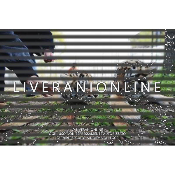 (130401) -- YANGZHOU, April 1, 2013 () -- A pair of newly born tiger cub meet with tourists in the Zhuyuwan Zoo in Yangzhou, east China\'s Jiangsu Province, April 1, 2013. The one-month-old twins met with public on Monday for the first time since their birth. (/Meng Delong) (zn) ©photoshot/AGENZIA ALDO LIVERANI SAS - ITALY ONLY - Una coppia di cuccioli di tigre di un mese di eta\' allo zoo Zhuyuwan a Yangzhou, a est della Cina nella provincia del Jiangsu, 1 aprile 2013.