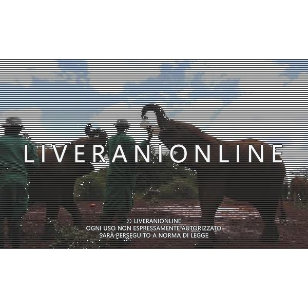 (130407) -- NAIROBI, April 7, 2013 () -- A breeder feeds an elephant calf at the Sheldrick Elephant Orphanage in Nairobi, capital of Kenya, April 7, 2013. Elephant calves orphanned by poaching are brought to the orphanage from all over the country. They receive extremely specialized treatment here, and literally receive personal care 24 hours a day from highly dedicated staff who become surrogate mothers to the calves. According to statistics of Kenya Wildlife Service, elephant population in the country is estimated at 37,000. (/Zhang Chen) ©Photoshot/AGENZIA ALDO LIVERANI SAS-ITALY ONLY - EDITORIAL USE ONLY