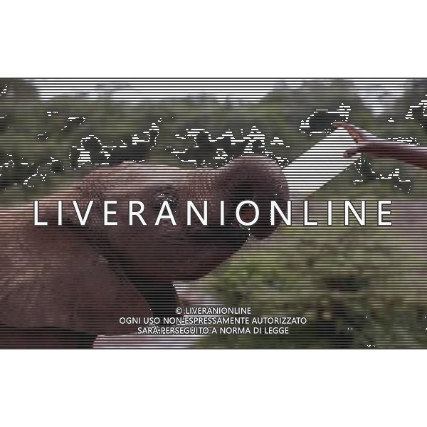 (130407) -- NAIROBI, April 7, 2013 () -- A breeder feeds an elephant calf at the Sheldrick Elephant Orphanage in Nairobi, capital of Kenya, April 7, 2013. Elephant calves orphanned by poaching are brought to the orphanage from all over the country. They receive extremely specialized treatment here, and literally receive personal care 24 hours a day from highly dedicated staff who become surrogate mothers to the calves. According to statistics of Kenya Wildlife Service, elephant population in the country is estimated at 37,000. (/Zhang Chen) ©Photoshot/AGENZIA ALDO LIVERANI SAS-ITALY ONLY - EDITORIAL USE ONLY