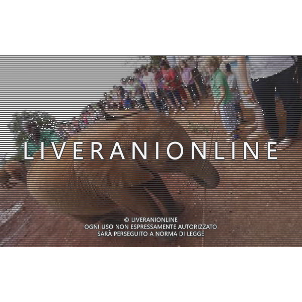 (130407) -- NAIROBI, April 7, 2013 () -- An elephant calf interacts with visitors at the Sheldrick Elephant Orphanage in Nairobi, capital of Kenya, April 7, 2013. Elephant calves orphanned by poaching are brought to the orphanage from all over the country. They receive extremely specialized treatment here, and literally receive personal care 24 hours a day from highly dedicated staff who become surrogate mothers to the calves. According to statistics of Kenya Wildlife Service, elephant population in the country is estimated at 37,000. (/Zhang Chen) ©Photoshot/AGENZIA ALDO LIVERANI SAS-ITALY ONLY - EDITORIAL USE ONLY