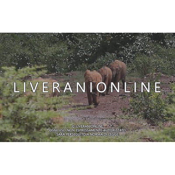 (130407) -- NAIROBI, April 7, 2013 () -- Elephant calves walk to the leisure area at the Sheldrick Elephant Orphanage in Nairobi, capital of Kenya, April 7, 2013. Elephant calves orphanned by poaching are brought to the orphanage from all over the country. They receive extremely specialized treatment here, and literally receive personal care 24 hours a day from highly dedicated staff who become surrogate mothers to the calves. According to statistics of Kenya Wildlife Service, elephant population in the country is estimated at 37,000. (/Meng Chenguang) ©Photoshot/AGENZIA ALDO LIVERANI SAS-ITALY ONLY - EDITORIAL USE ONLY