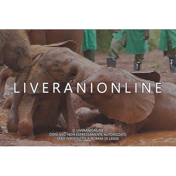 (130407) -- NAIROBI, April 7, 2013 () -- Two elephant calves play in mud puddle at the Sheldrick Elephant Orphanage in Nairobi, capital of Kenya, April 7, 2013. Elephant calves orphanned by poaching are brought to the orphanage from all over the country. They receive extremely specialized treatment here, and literally receive personal care 24 hours a day from highly dedicated staff who become surrogate mothers to the calves. According to statistics of Kenya Wildlife Service, elephant population in the country is estimated at 37,000. (/Meng Chenguang) ©Photoshot/AGENZIA ALDO LIVERANI SAS-ITALY ONLY - EDITORIAL USE ONLY