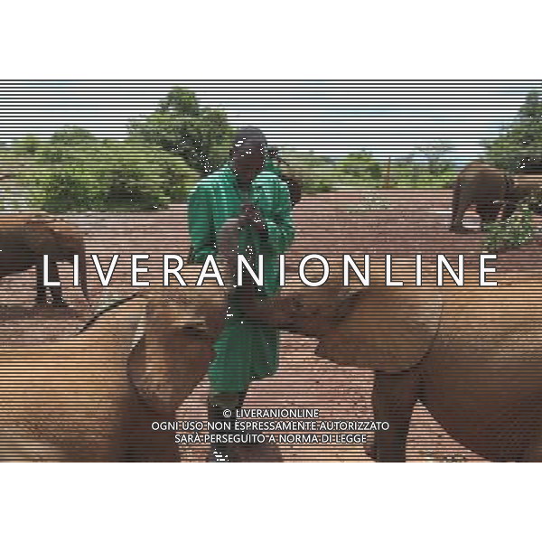 (130407) -- NAIROBI, April 7, 2013 () -- A breeder massages nose for an elephant calf at the Sheldrick Elephant Orphanage in Nairobi, capital of Kenya, April 7, 2013. Elephant calves orphanned by poaching are brought to the orphanage from all over the country. They receive extremely specialized treatment here, and literally receive personal care 24 hours a day from highly dedicated staff who become surrogate mothers to the calves. According to statistics of Kenya Wildlife Service, elephant population in the country is estimated at 37,000. (/Meng Chenguang) ©Photoshot/AGENZIA ALDO LIVERANI SAS-ITALY ONLY - EDITORIAL USE ONLY