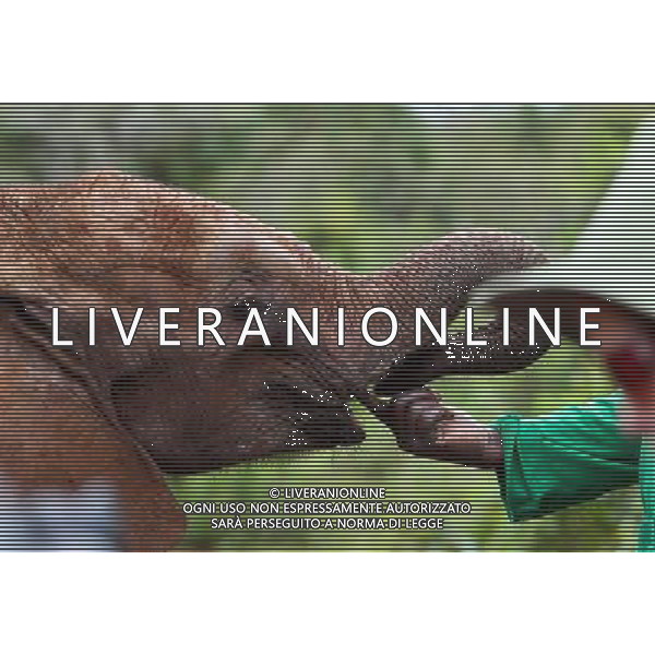 (130407) -- NAIROBI, April 7, 2013 () -- A breeder cleans oral cavity for an elephant calf at the Sheldrick Elephant Orphanage in Nairobi, capital of Kenya, April 7, 2013. Elephant calves orphanned by poaching are brought to the orphanage from all over the country. They receive extremely specialized treatment here, and literally receive personal care 24 hours a day from highly dedicated staff who become surrogate mothers to the calves. According to statistics of Kenya Wildlife Service, elephant population in the country is estimated at 37,000. (/Meng Chenguang) ©Photoshot/AGENZIA ALDO LIVERANI SAS-ITALY ONLY - EDITORIAL USE ONLY