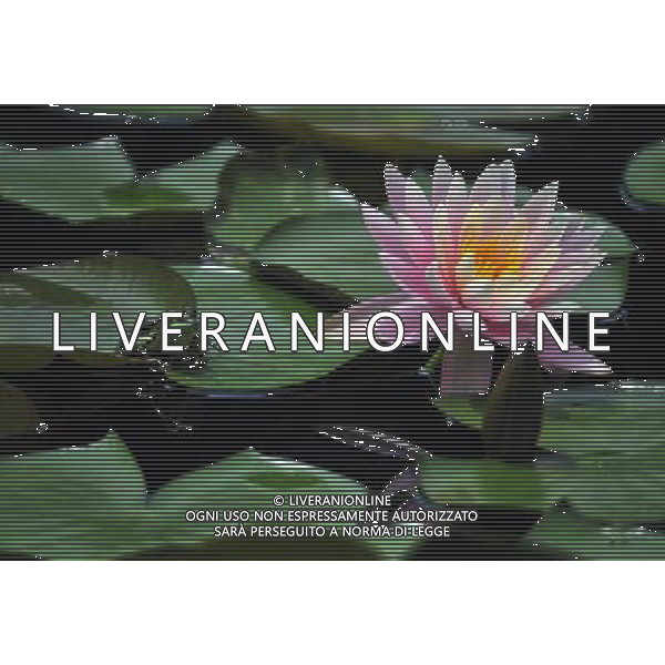 (130407) -- TAIPEI, April 7, 2013 () -- A frog rests beside a water lily at a pond by the Palace Museum in Taipei, southeast China\'s Taiwan, April 7, 2013.(/Wu Ching-teng) (wqq) ©Photoshot/AGENZIA ALDO LIVERANI SAS-ITALY ONLY - EDITORIAL USE ONLY