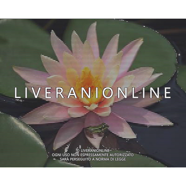 (130407) -- TAIPEI, April 7, 2013 () -- A frog rests on a water lily at a pond by the Palace Museum in Taipei, southeast China\'s Taiwan, April 7, 2013.(/Wu Ching-teng) (wqq) ©Photoshot/AGENZIA ALDO LIVERANI SAS-ITALY ONLY - EDITORIAL USE ONLY