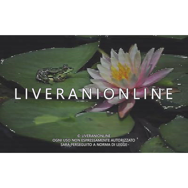 (130407) -- TAIPEI, April 7, 2013 () -- A frog rests beside a water lily at a pond by the Palace Museum in Taipei, southeast China\'s Taiwan, April 7, 2013.(/Wu Ching-teng) (wqq) ©Photoshot/AGENZIA ALDO LIVERANI SAS-ITALY ONLY - EDITORIAL USE ONLY