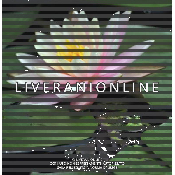 (130407) -- TAIPEI, April 7, 2013 () -- A frog rests beside a water lily at a pond by the Palace Museum in Taipei, southeast China\'s Taiwan, April 7, 2013.(/Wu Ching-teng) (wqq) ©Photoshot/AGENZIA ALDO LIVERANI SAS-ITALY ONLY - EDITORIAL USE ONLY