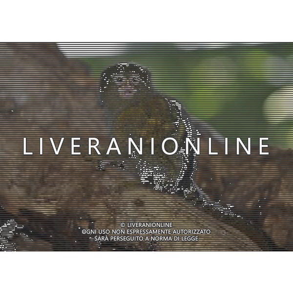 the Pygmy Marmoset at ZSL Whipsnade Zoo enjoy the first day of the summer after the coldest march in uk history Picture By: Brian Jordan / Retna Pictures - ©Photoshot/AGENZIA ALDO LIVERANI SAS-ITALY ONLY - EDITORIAL USE ONLY