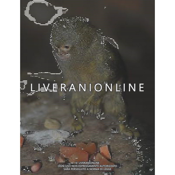 the Pygmy Marmoset at ZSL Whipsnade Zoo enjoy the first day of the summer after the coldest march in uk history Picture By: Brian Jordan / Retna Pictures - ©Photoshot/AGENZIA ALDO LIVERANI SAS-ITALY ONLY - EDITORIAL USE ONLY