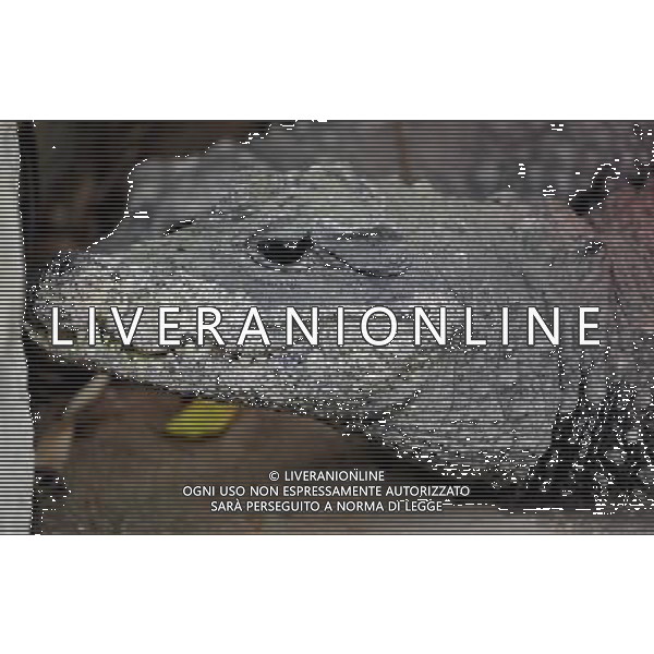 the crocodile at ZSL Whipsnade Zoo enjoy the first day of the summer after the coldest march in uk history Picture By: Brian Jordan / Retna Pictures - ©Photoshot/AGENZIA ALDO LIVERANI SAS-ITALY ONLY - EDITORIAL USE ONLY