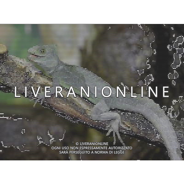 the Plumed Basilisk at ZSL Whipsnade Zoo enjoy the first day of the summer after the coldest march in uk history Picture By: Brian Jordan / Retna Pictures - ©Photoshot/AGENZIA ALDO LIVERANI SAS-ITALY ONLY - EDITORIAL USE ONLY