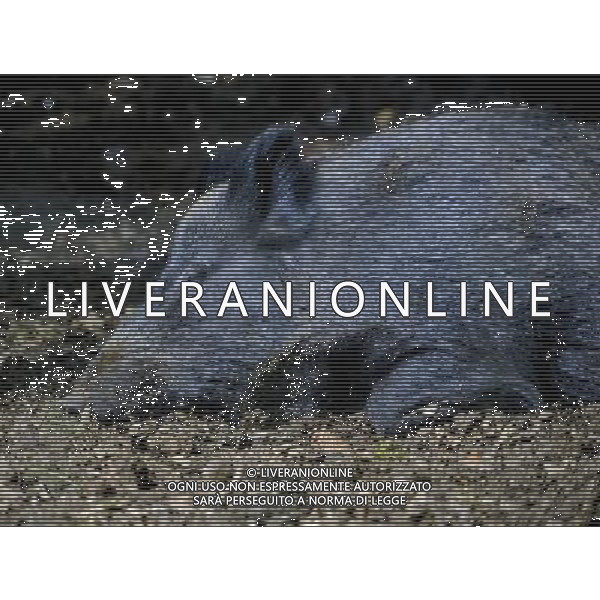 the Wild boar at ZSL Whipsnade Zoo enjoy the first day of the summer after the coldest march in uk history Picture By: Brian Jordan / Retna Pictures - ©Photoshot/AGENZIA ALDO LIVERANI SAS-ITALY ONLY - EDITORIAL USE ONLY