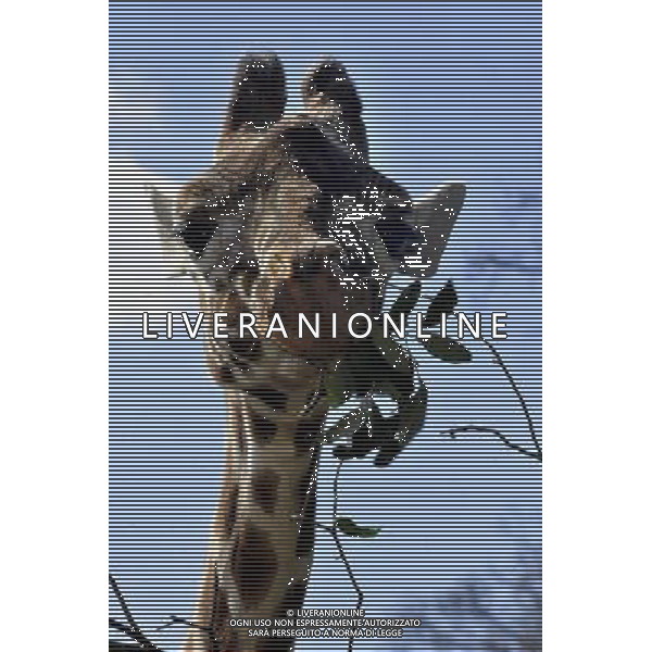 the Reticulated Giraffe at ZSL Whipsnade Zoo enjoy the first day of the summer after the coldest march in uk history -Picture By: Brian Jordan / Retna Pictures - ©Photoshot/AGENZIA ALDO LIVERANI SAS-ITALY ONLY - EDITORIAL USE ONLY