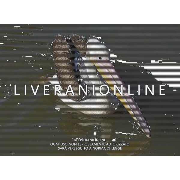 the Eastern white pelicanat ZSL Whipsnade Zoo enjoy the first day of the summer after the coldest march in uk history -Picture By: Brian Jordan / Retna Pictures - ©Photoshot/AGENZIA ALDO LIVERANI SAS-ITALY ONLY - EDITORIAL USE ONLY