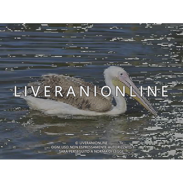 the Eastern white pelicanat ZSL Whipsnade Zoo enjoy the first day of the summer after the coldest march in uk history -Picture By: Brian Jordan / Retna Pictures - ©Photoshot/AGENZIA ALDO LIVERANI SAS-ITALY ONLY - EDITORIAL USE ONLY