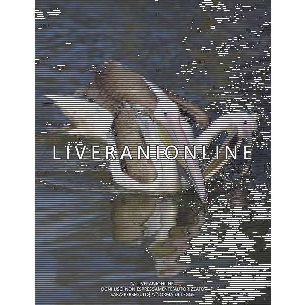 the Eastern white pelicanat ZSL Whipsnade Zoo enjoy the first day of the summer after the coldest march in uk history -Picture By: Brian Jordan / Retna Pictures - ©Photoshot/AGENZIA ALDO LIVERANI SAS-ITALY ONLY - EDITORIAL USE ONLY