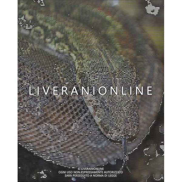 the Argentine Boa at ZSL Whipsnade Zoo enjoy the first day of the summer after the coldest march in uk history -Picture By: Brian Jordan / Retna Pictures - ©Photoshot/AGENZIA ALDO LIVERANI SAS-ITALY ONLY - EDITORIAL USE ONLY