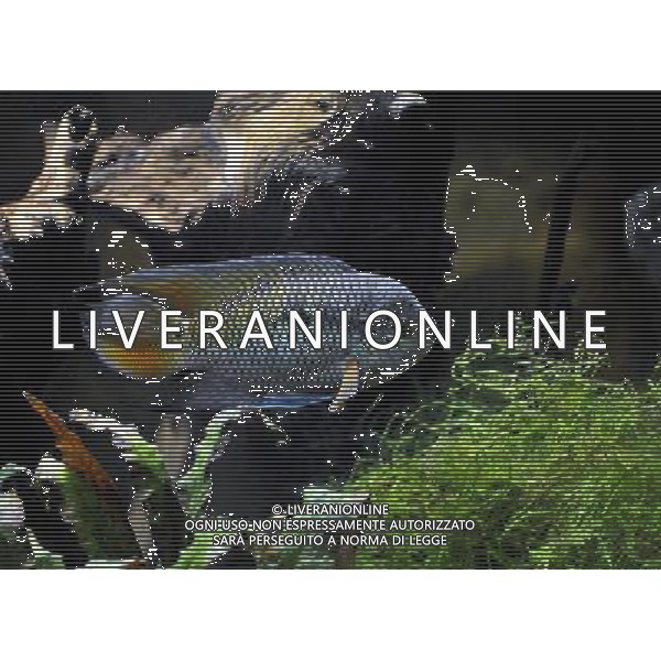 the Brown Acara at ZSL Whipsnade Zoo enjoy the first day of the summer after the coldest march in uk history Picture By: Brian Jordan / Retna Pictures - ©Photoshot/AGENZIA ALDO LIVERANI SAS-ITALY ONLY - EDITORIAL USE ONLY