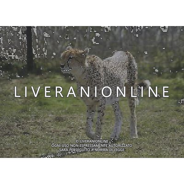 the cheetahs ZSL Whipsnade Zoo enjoy the first day of the summer after the coldest march in uk history -Picture By: Brian Jordan / Retna Pictures - ©Photoshot/AGENZIA ALDO LIVERANI SAS-ITALY ONLY - EDITORIAL USE ONLY