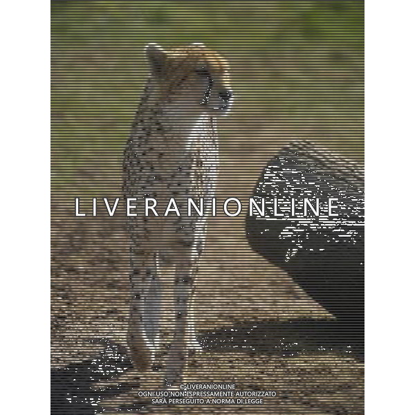 the cheetahs ZSL Whipsnade Zoo enjoy the first day of the summer after the coldest march in uk history -Picture By: Brian Jordan / Retna Pictures - ©Photoshot/AGENZIA ALDO LIVERANI SAS-ITALY ONLY - EDITORIAL USE ONLY