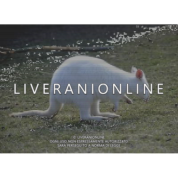 the Albino Wallaby at ZSL Whipsnade Zoo enjoy the first day of the summer after the coldest march in uk history Picture By: Brian Jordan / Retna Pictures - ©Photoshot/AGENZIA ALDO LIVERANI SAS-ITALY ONLY - EDITORIAL USE ONLY