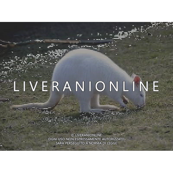 the Albino Wallaby at ZSL Whipsnade Zoo enjoy the first day of the summer after the coldest march in uk history Picture By: Brian Jordan / Retna Pictures - ©Photoshot/AGENZIA ALDO LIVERANI SAS-ITALY ONLY - EDITORIAL USE ONLY