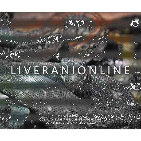 the Argentine Boa at ZSL Whipsnade Zoo enjoy the first day of the summer after the coldest march in uk history -Picture By: Brian Jordan / Retna Pictures - ©Photoshot/AGENZIA ALDO LIVERANI SAS-ITALY ONLY - EDITORIAL USE ONLY