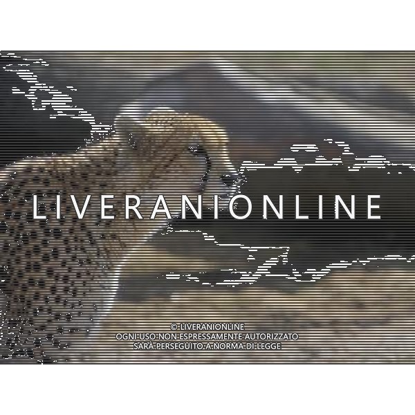 the cheetahs ZSL Whipsnade Zoo enjoy the first day of the summer after the coldest march in uk history -Picture By: Brian Jordan / Retna Pictures - ©Photoshot/AGENZIA ALDO LIVERANI SAS-ITALY ONLY - EDITORIAL USE ONLY