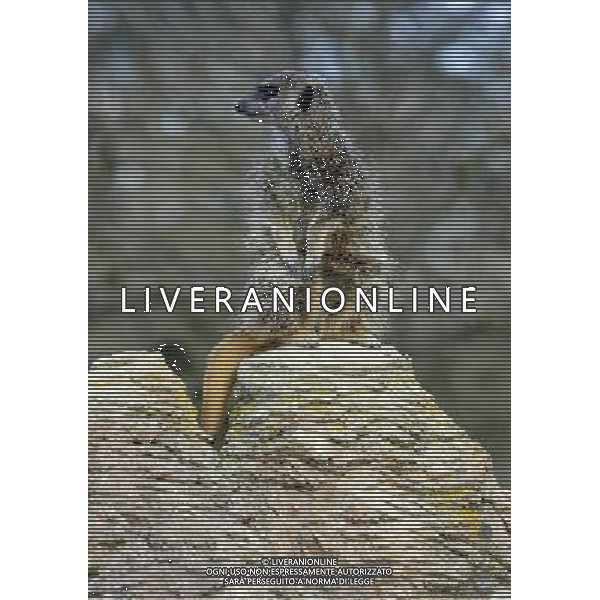 themeerkat ZSL Whipsnade Zoo enjoy the first day of the summer after the coldest march in uk history -Picture By: Brian Jordan / Retna Pictures - ©Photoshot/AGENZIA ALDO LIVERANI SAS-ITALY ONLY - EDITORIAL USE ONLY