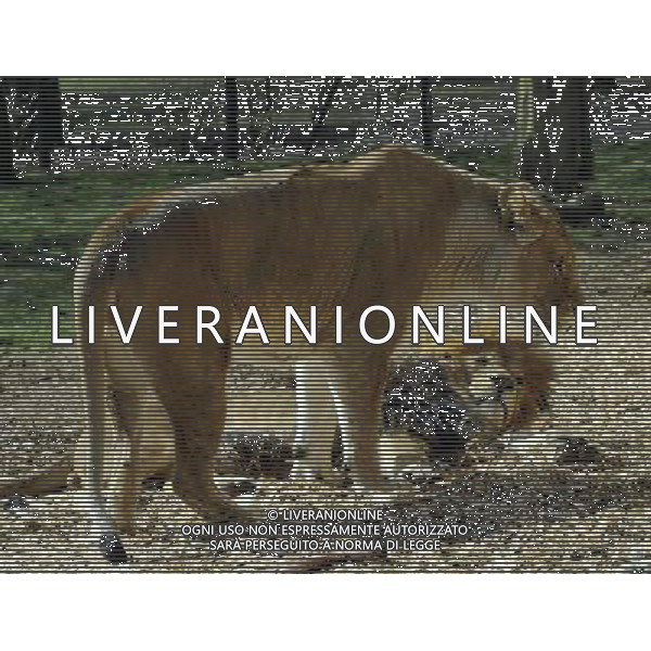 the lions ZSL Whipsnade Zoo enjoy the first day of the summer after the coldest march in uk history -Picture By: Brian Jordan / Retna Pictures - ©Photoshot/AGENZIA ALDO LIVERANI SAS-ITALY ONLY - EDITORIAL USE ONLY