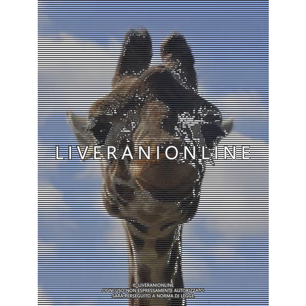 the Reticulated Giraffe at ZSL Whipsnade Zoo enjoy the first day of the summer after the coldest march in uk history -Picture By: Brian Jordan / Retna Pictures - ©Photoshot/AGENZIA ALDO LIVERANI SAS-ITALY ONLY - EDITORIAL USE ONLY