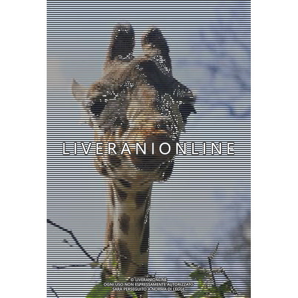 the Reticulated Giraffe at ZSL Whipsnade Zoo enjoy the first day of the summer after the coldest march in uk history -Picture By: Brian Jordan / Retna Pictures - ©Photoshot/AGENZIA ALDO LIVERANI SAS-ITALY ONLY - EDITORIAL USE ONLY