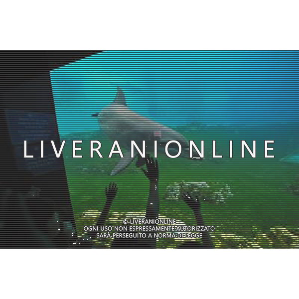 (130409) -- SINGAPORE, April 10, 2013 () -- People visit the Resorts World Sentosa\'s S.E.A Aquarium in Singapore, April 9, 2013. The aquarium, is the official record holder of the two Guinness World Records - for the world\'s largest aquarium and for the world\'s largest acrylic panel in its Ocean Gallery, according to the announcement of the Resorts World Sentosa. (/Then Chih Wey) (dzl) ©Photoshot/AGENZIA ALDO LIVERANI SAS-ITALY ONLY - EDITORIAL USE ONLY