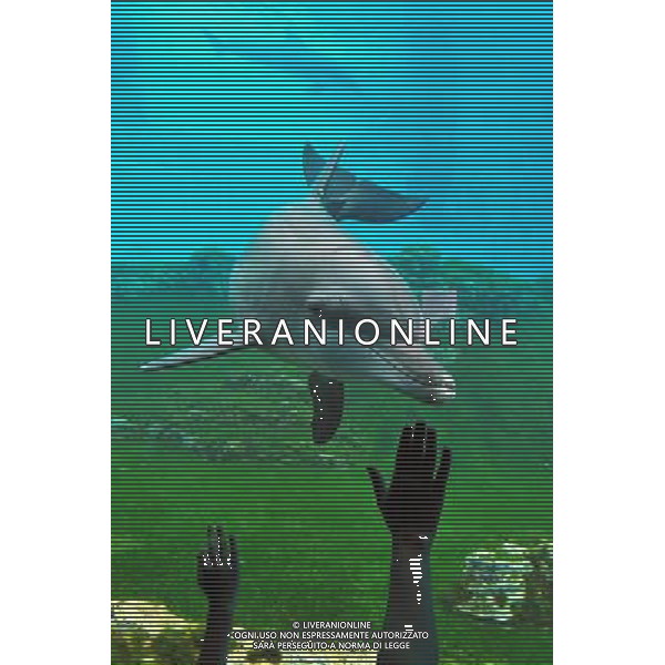 (130409) -- SINGAPORE, April 10, 2013 () -- People visit the Resorts World Sentosa\'s S.E.A Aquarium in Singapore, April 9, 2013. The aquarium, is the official record holder of the two Guinness World Records - for the world\'s largest aquarium and for the world\'s largest acrylic panel in its Ocean Gallery, according to the announcement of the Resorts World Sentosa. (/Then Chih Wey) (dzl) ©Photoshot/AGENZIA ALDO LIVERANI SAS-ITALY ONLY - EDITORIAL USE ONLY